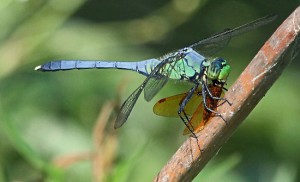 dragon fly