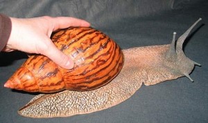 giant snail 1