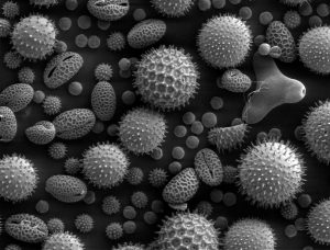 sem pollen