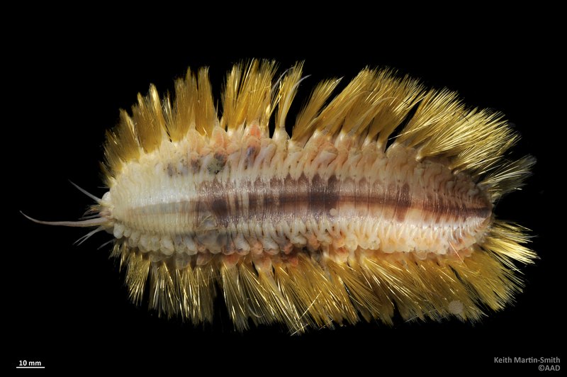 「antarctic scale worm scientific name」の画像検索結果