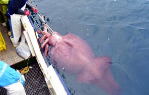 Colossal Squid Captured in 2007