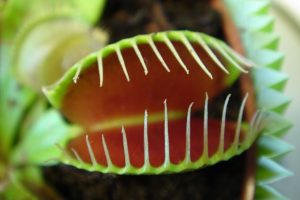 Venus Fly Trap