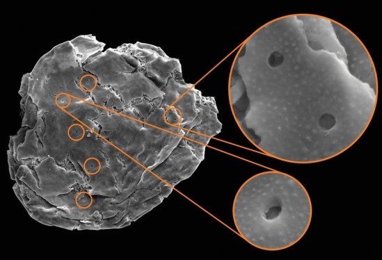 Drill holes_tiny vampires