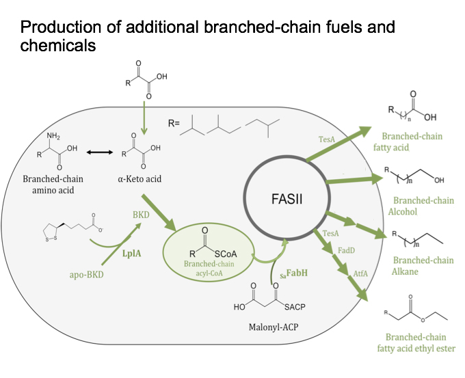 ecoli Branch-chain-copy