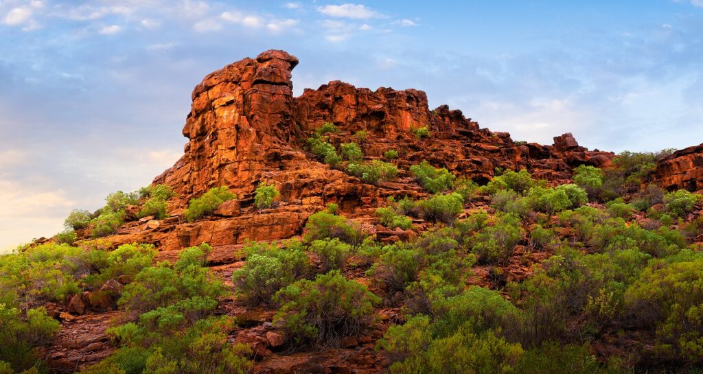 Brown food web in arid regions australia